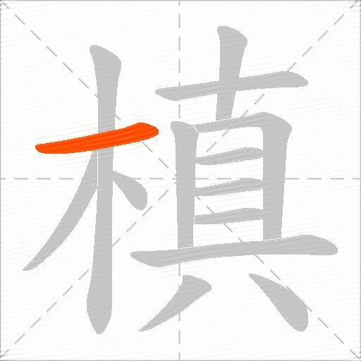 槙