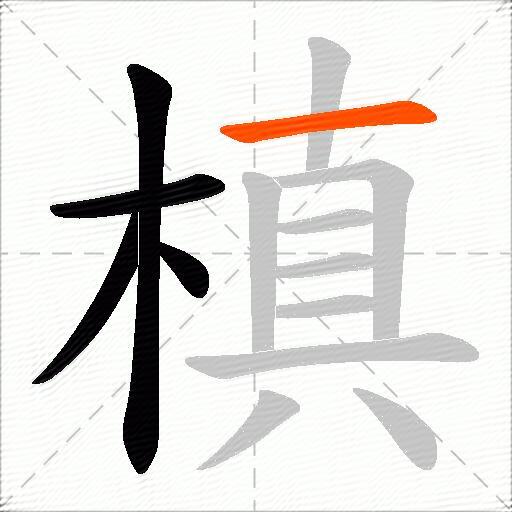 槙