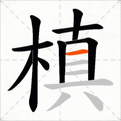 槙