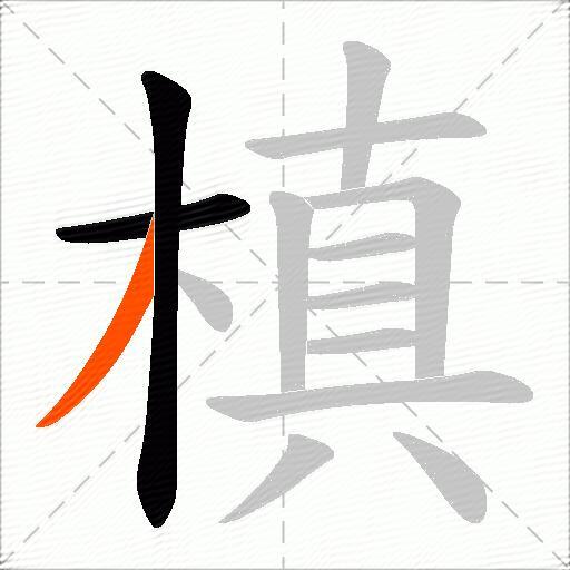 槙