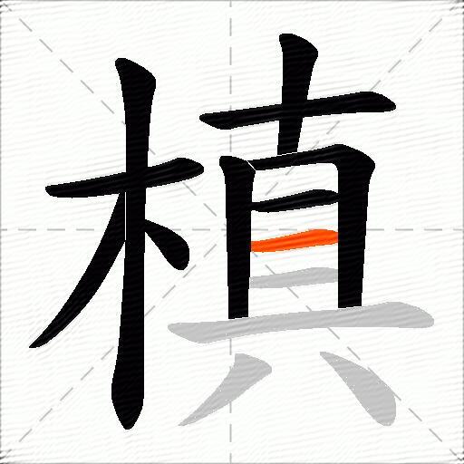 槙