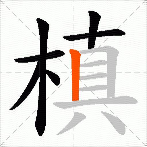 槙