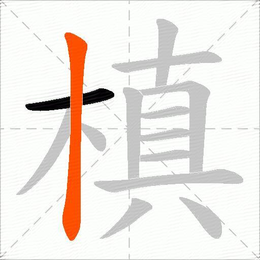 槙