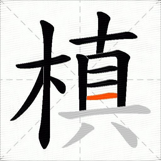 槙