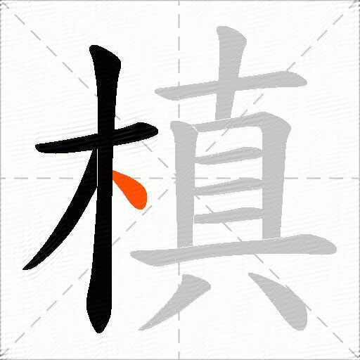 槙
