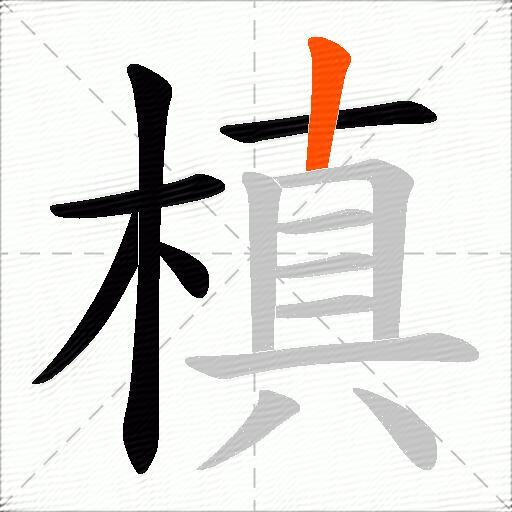 槙