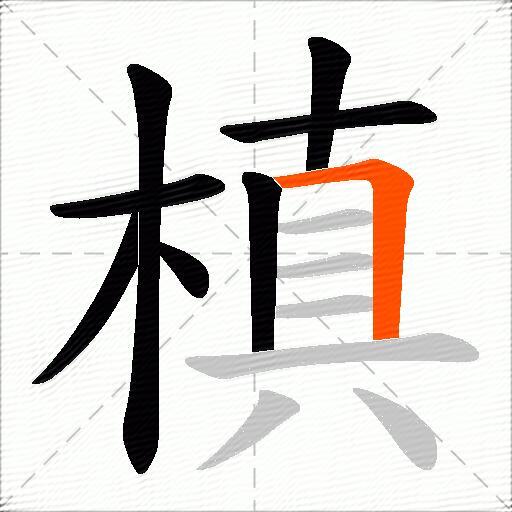 槙