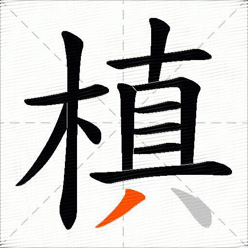 槙