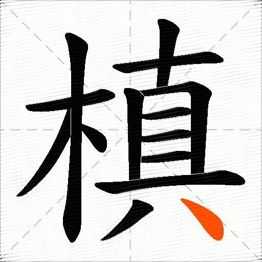 槙