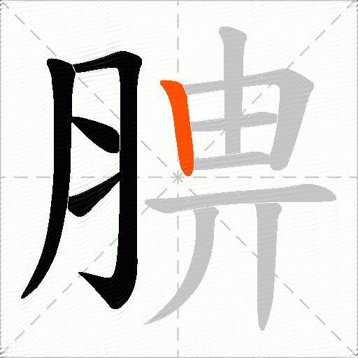 腗