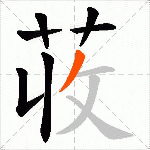 荍
