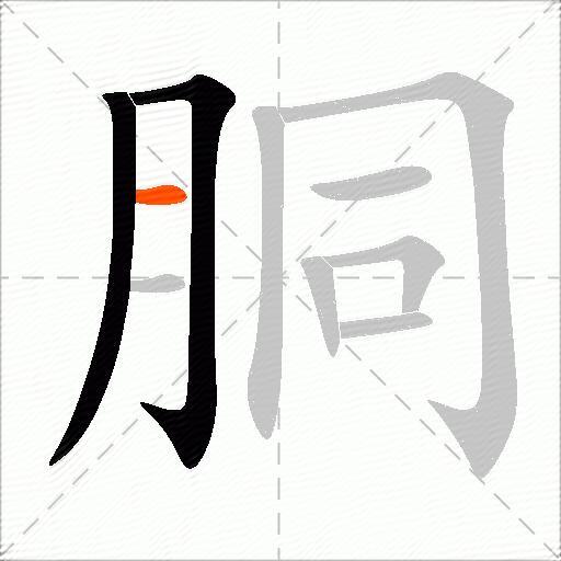 胴