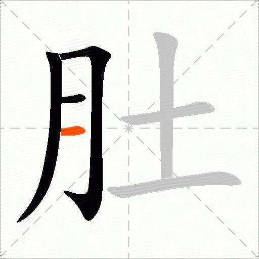肚