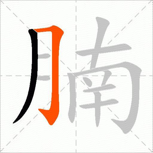 腩