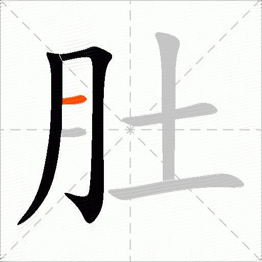肚