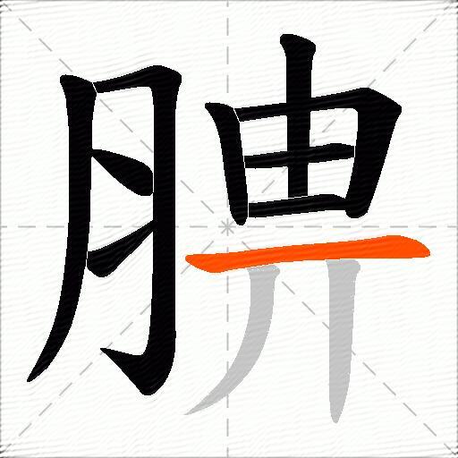 腗