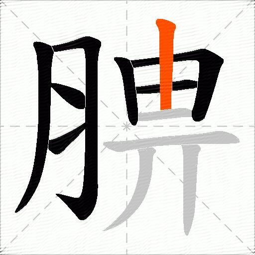 腗