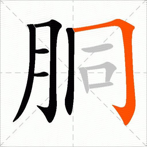 胴