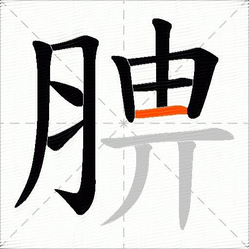 腗