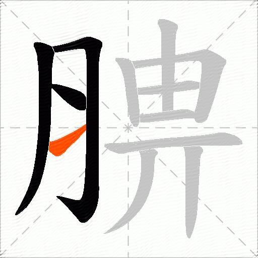 腗