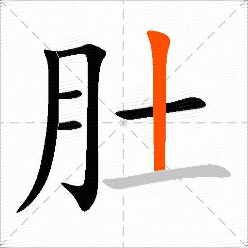 肚