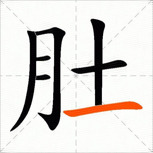 肚