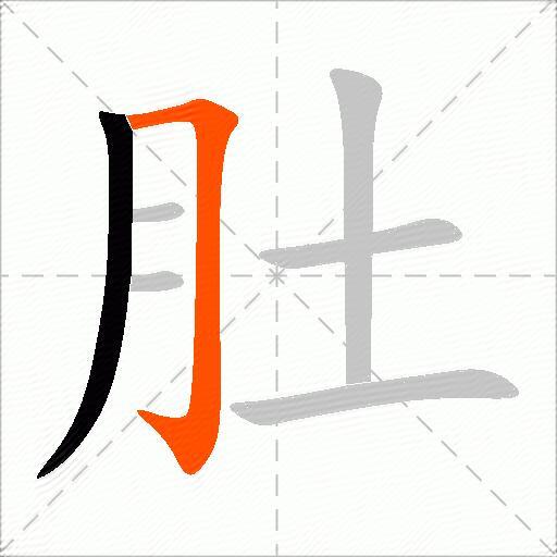 肚