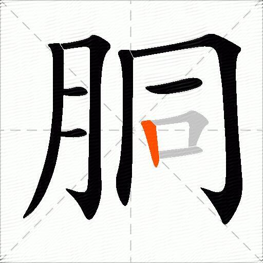 胴