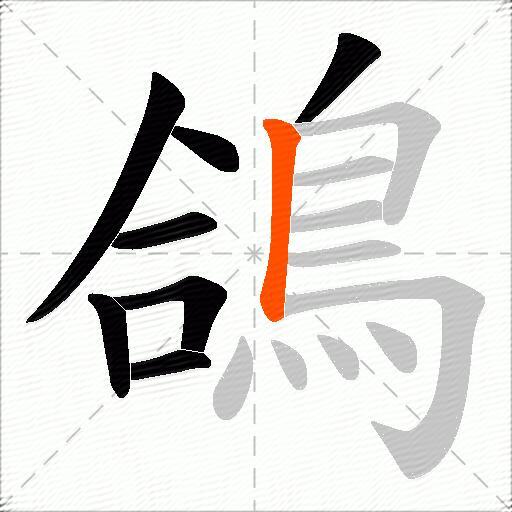 鴿