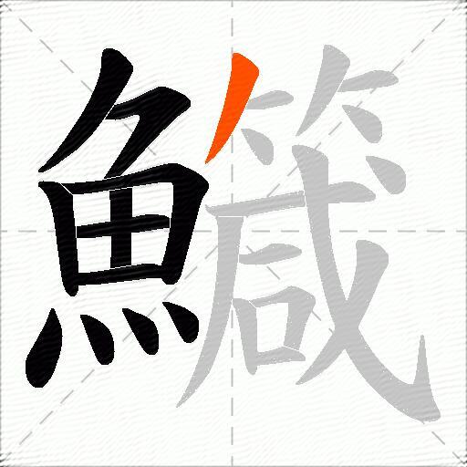 鱵