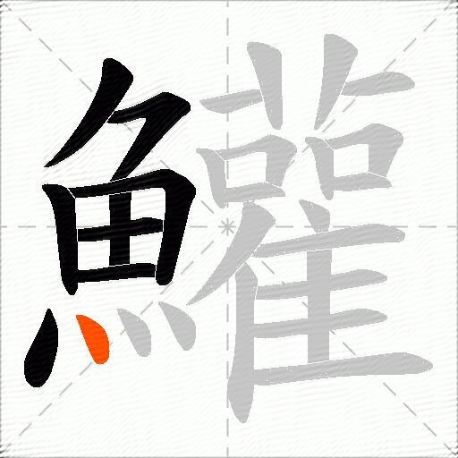 鱹
