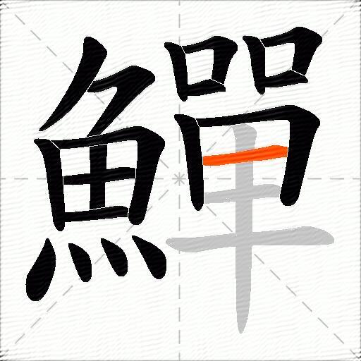 鱓