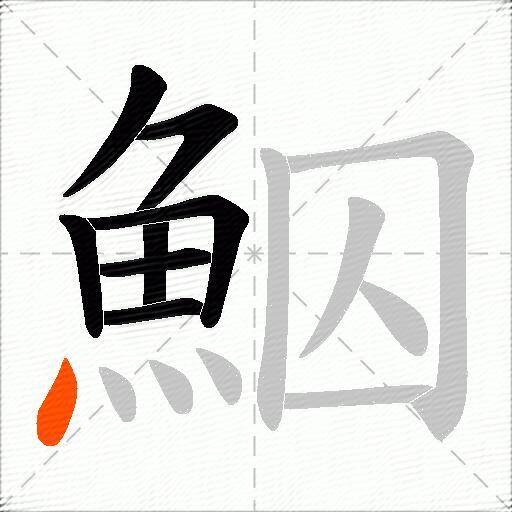 鮂