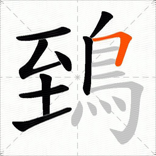 鵄