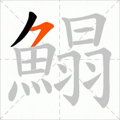 鰨