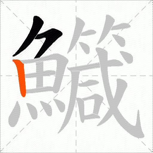 鱵