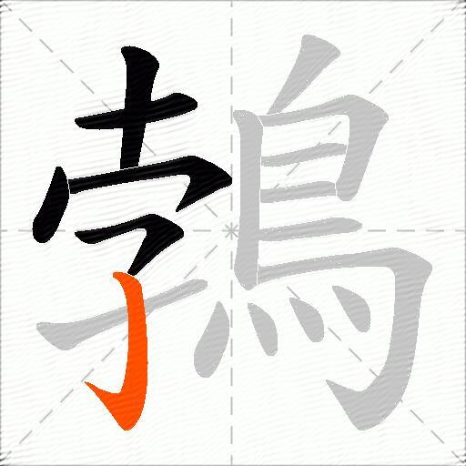 鵓
