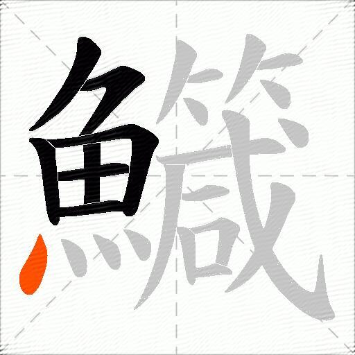 鱵