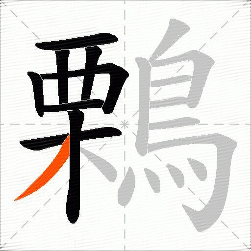 鷅