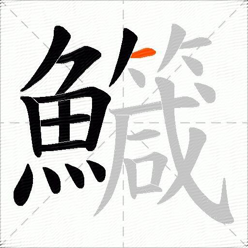 鱵