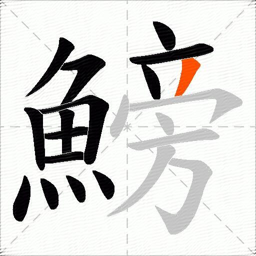鰟
