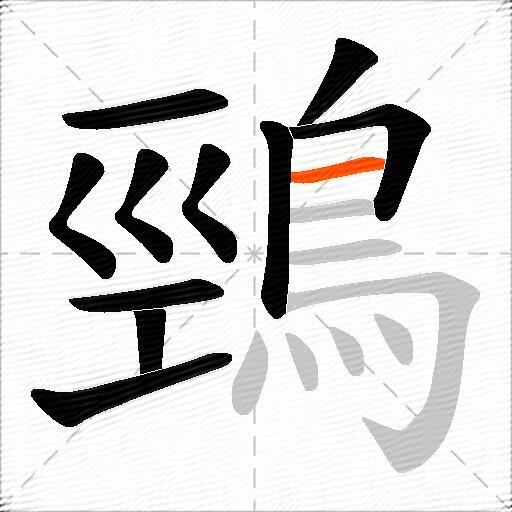 鵛