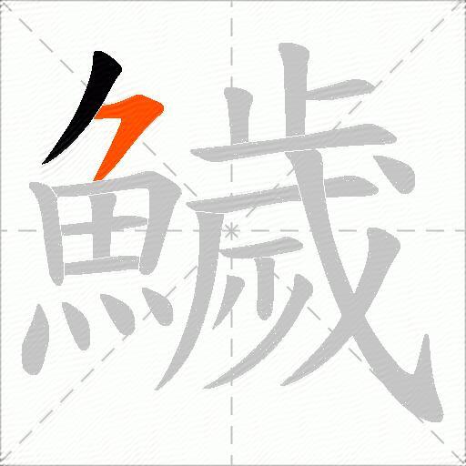 鱥