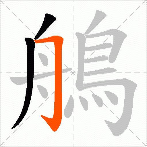 鵃