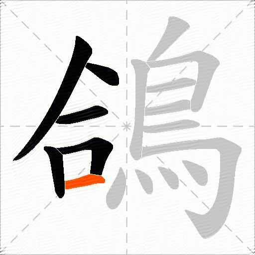 鴿