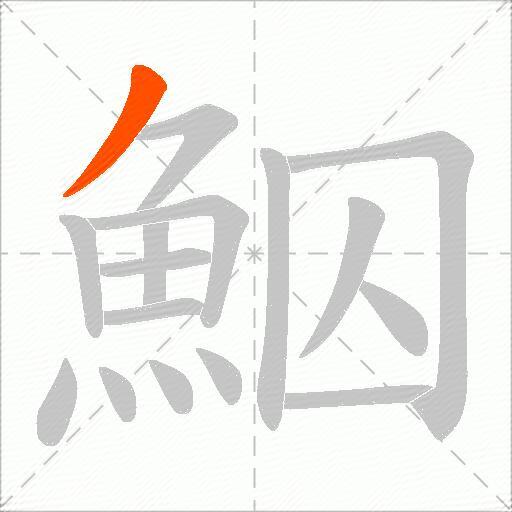鮂