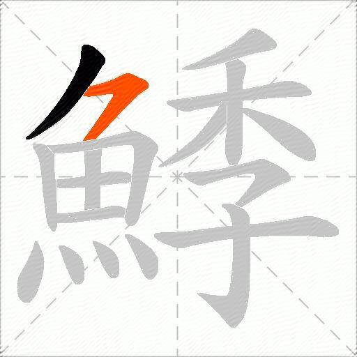 鯚