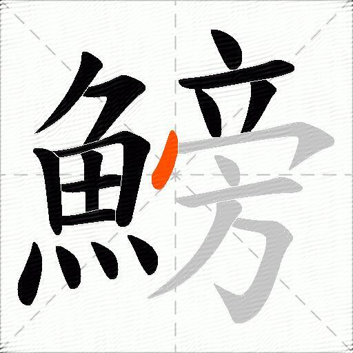 鰟
