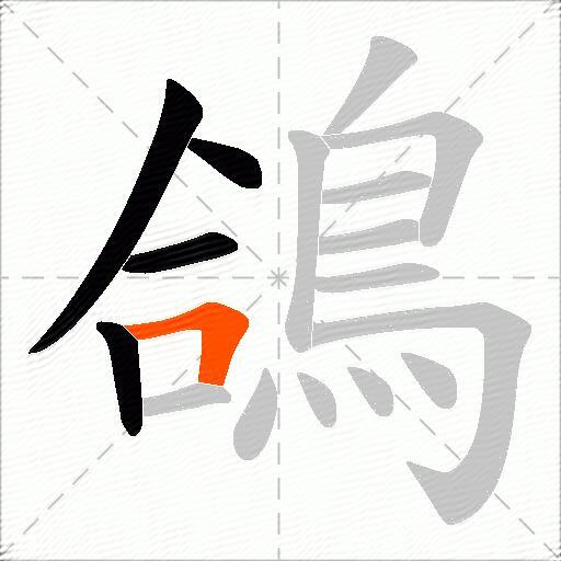 鴿