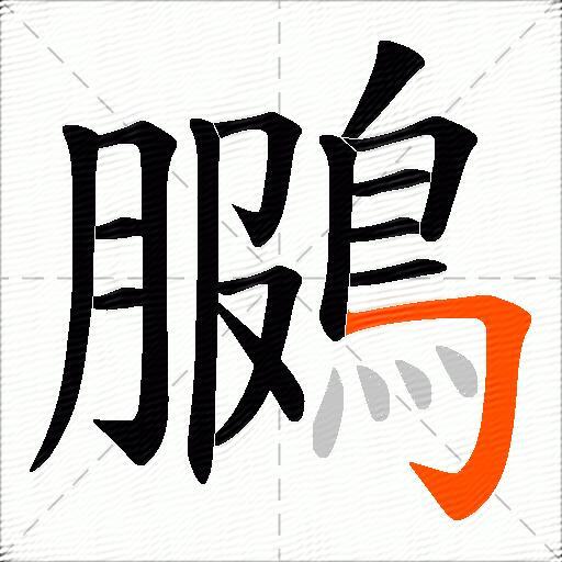 鵩